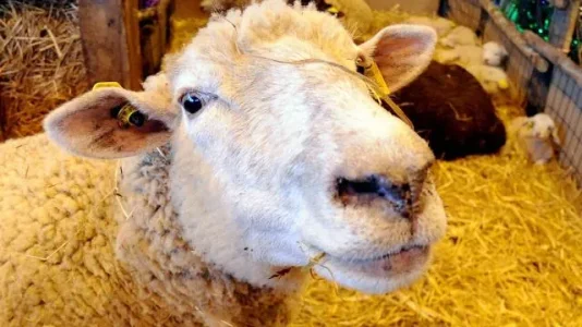 des-pets-de-moutons-forcent-un-avion-atterrir-en-urgence.jpg