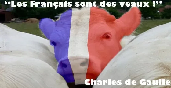 les-francais-sont-des-veaux.jpg