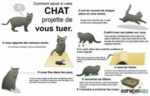 chat tueur.jpg