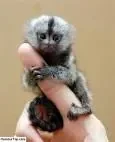 Singe.jpg