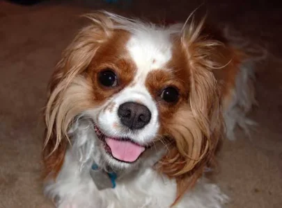 cavalier-king-charles.jpg
