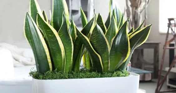 ces-plantes-purifient-lair-en-6-heures.jpg