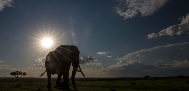elephant.jpg