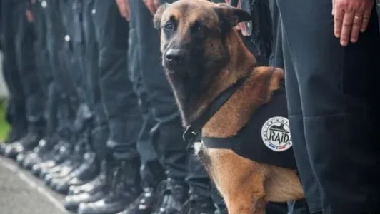diesel-chien-raid-attentats-11503000inian_1713.jpg