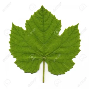 Feuille-de-vignejpg.jpg