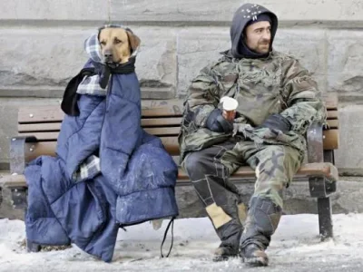 sdf chien 9.jpg
