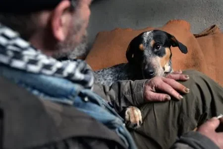 sdf chien 16.jpg