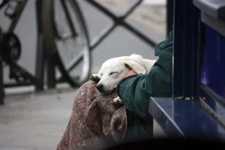 sdf chien 8.jpg