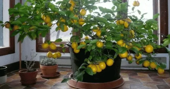 arbre_citron_maison.gif
