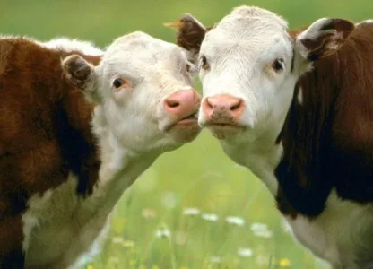animals_31-13a5992.jpg