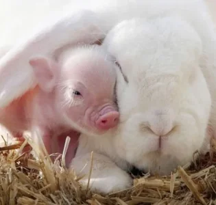 163-cochon-lapin.jpg