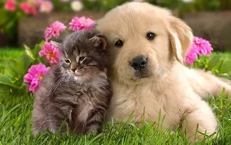 161-chien-chat.jpg