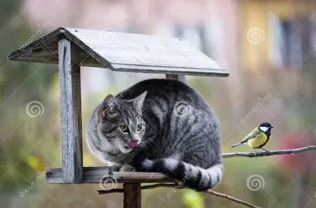 instantcalin.JPG