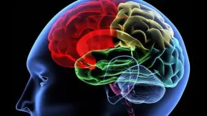 la-memoire-du-cerveau-10-fois-plus-puissante-que-ce-quon-pensait.jpg