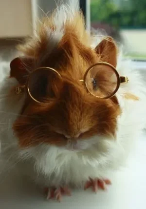 cochondinde.JPG