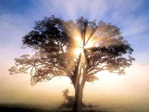 Arbre1.jpg