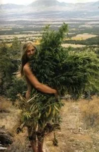 Cannabis.jpg