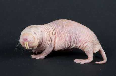 rat taupe nu.jpg