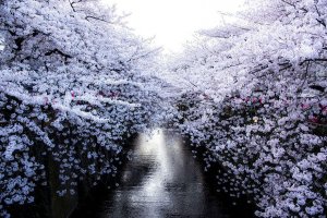 spring-japan-cherry-blossoms-national-geographics-77.jpg