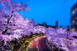 spring-japan-cherry-blossoms-national-geographics-91.jpg