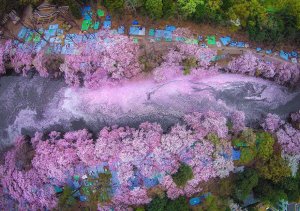 spring-japan-cherry-blossoms-national-geographics-110.jpg