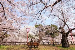 spring-japan-cherry-blossoms-national-geographics-161.jpg
