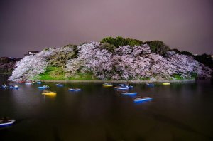 spring-japan-cherry-blossoms-national-geographics-191.jpg