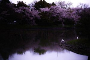 spring-japan-cherry-blossoms-national-geographics-201.jpg