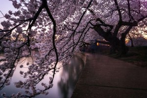 spring-japan-cherry-blossoms-national-geographics-210.jpg