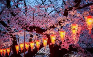 spring-japan-cherry-blossoms-national-geographics-211.jpg