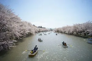 spring-japan-cherry-blossoms-national-geographics-231.jpg