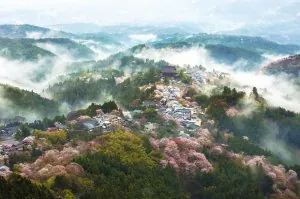 spring-japan-cherry-blossoms-national-geographics-241.jpg