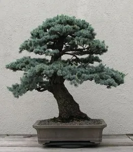 522px-Blue_Atlas_Cedar,_1950-2007.jpg