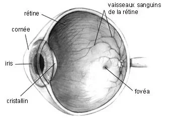 Coupe_oeil.jpg