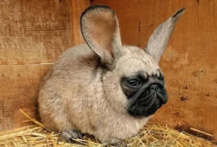 lapin-chien.jpg