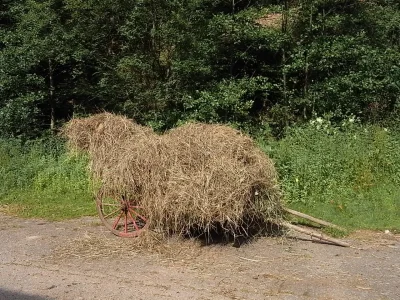 touffe-de-foin.jpg