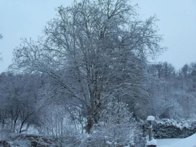 arbre.jpg