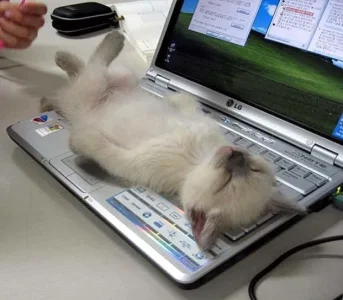 chaton.jpg