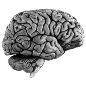 Cerveau.jpg