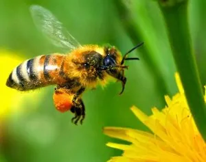 abeille.jpg