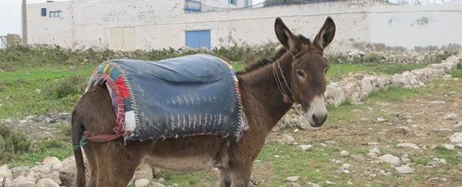 Ane_au_Maroc.JPG