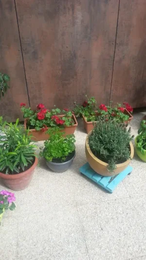 jardinet.jpeg