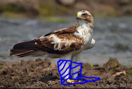 aiglerbotécomi.JPG