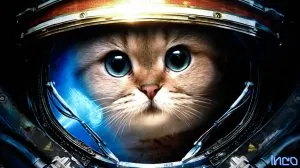 chat-astronaute-chastronaute.jpg