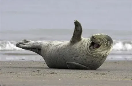 6-funny-laughing-animals-2-4-7-9-0-3-2-4-5-6-8-1-2-3-4.png