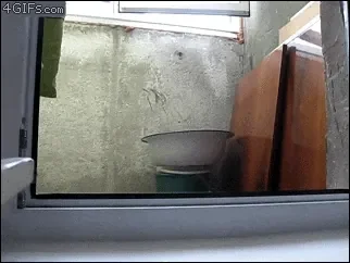 3bOOb.gif