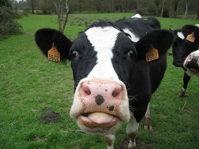 Vache.jpg