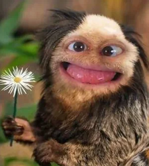 animalux 1.jpg