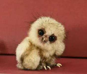 animalux 3.jpg