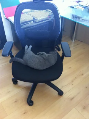 image.jpg